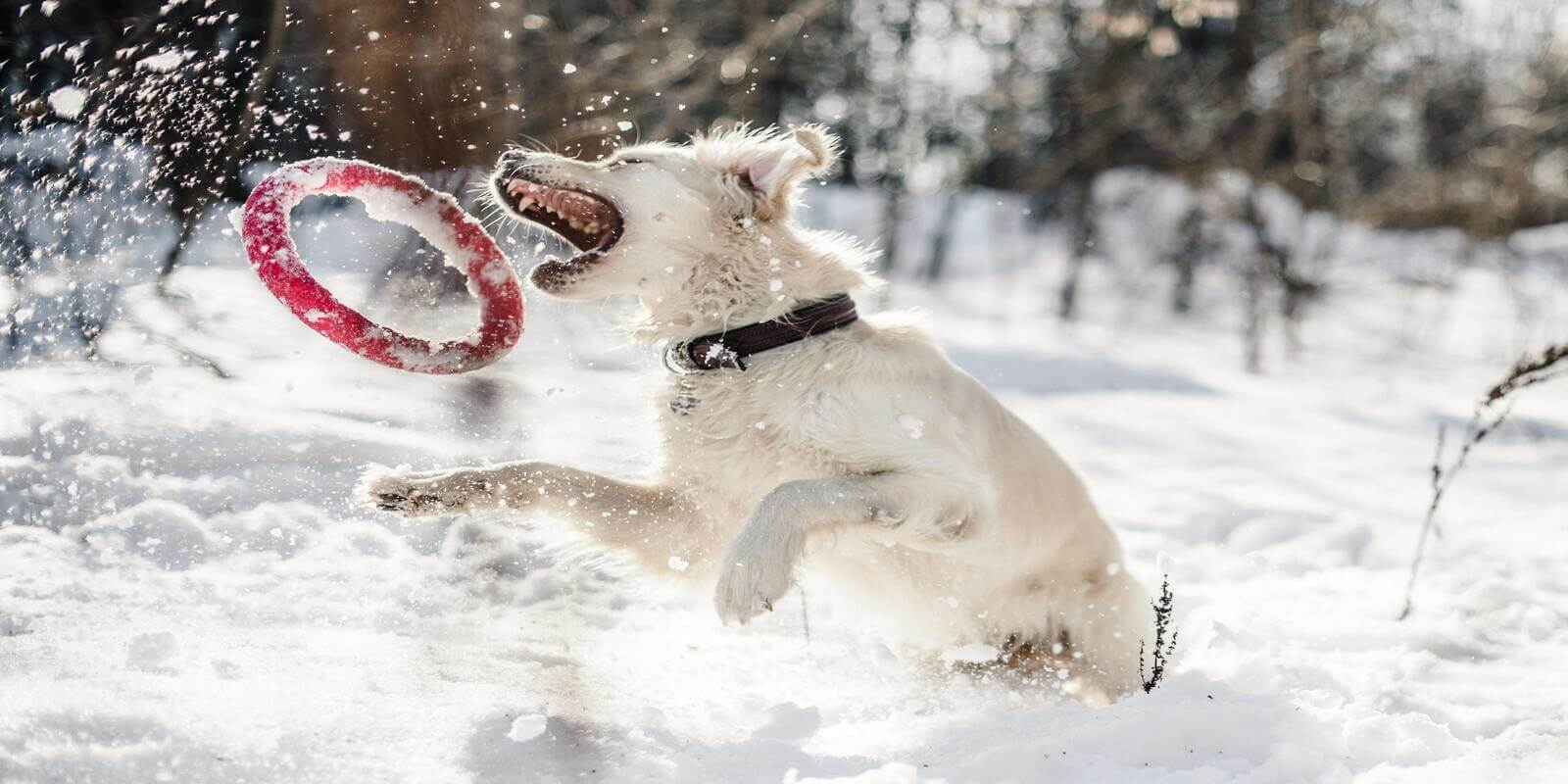 Winter Activities For Your Dog
